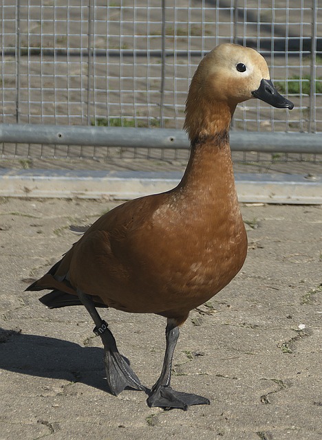 战性